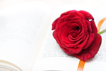 Rose And Book, A Tradition In Catalonia